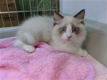 猫の手 猫の手
