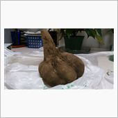 頂き物