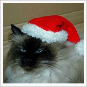 一足早いクリスマス。