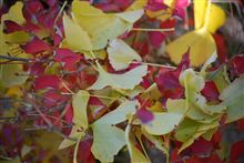 北鎌倉を訪ねる　～明月院の紅葉～