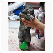 サーカス！！！