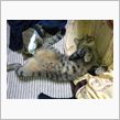 猫って可愛いなぁ