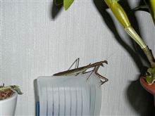 最後の1匹