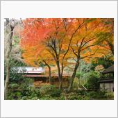 鎌倉 瑞泉寺の紅葉