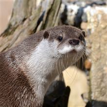  《不定期更新》D5100撮影記Pt3 ～タムロン70-300VC+D5100で安佐動物公園撮影 ・・の巻っ！