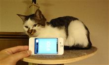 今更ながらiOS6へ
