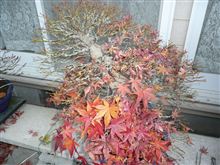 紅葉後のモミジの盆栽の手入れ 紅葉後のモミジの盆栽の手入れ
