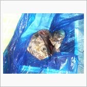 ブログ閲覧注意