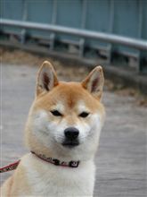 「なんで…？？？」って言ってます(^^;
