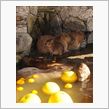 カピバラさん うっとりする