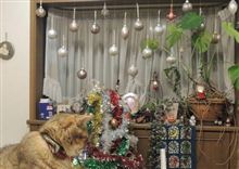 今年も飾っています。 今年も飾っています。