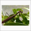 カマキリの右腕の関節が動かない
