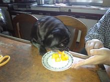 パグが・・・一番食っている（笑）