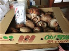 巨大キノコ現る！　そして年明けに値上げがっ！
