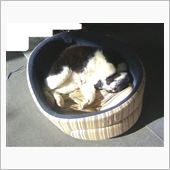 ハチ君にプレゼント