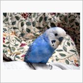 セキセイインコのハリー瞑す