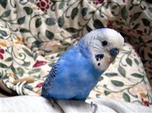セキセイインコのハリー瞑す