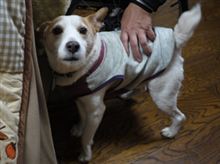 犬のビリー君が出迎え、デオデオ、イオンで買い物。