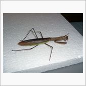 弱ったカマキリ／行方不明のカ ...