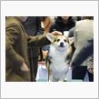 ジャパンドッグフェスティバル２０１２。