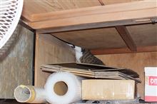 ぴっちゃん、探検隊