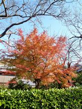 今年最後の
