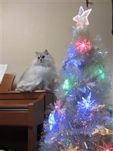 メリー・クリスマス❄