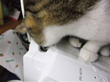 今年も襲われてしまいました・・