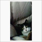 猫たんぽ。