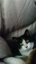 猫たんぽ。