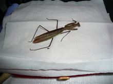 茶色のカマキリが瀕死状態