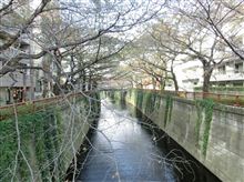 春が近づいていると思うナリ♪