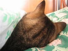 冬眠します…