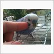 セキセイインコお迎え