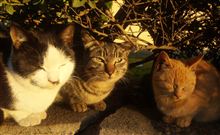 今年も猫オフ参加者・参加猫感謝します。 今年も猫オフ参加者・参加猫感謝します。