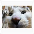 キャブ取り付けの巻