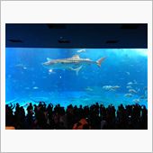 美ら海水族館！