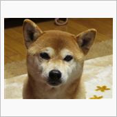 ２０１２年、お世話になりました