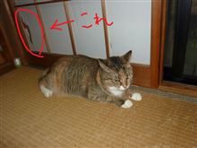 年内に・・・