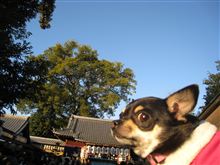あけおめことよろ♪