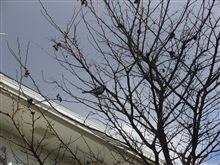 2013年　元旦