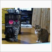 狛猫（こまねこ？）
