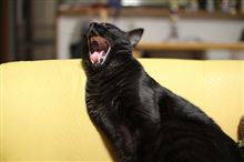 明け過ぎまして、おめでとうございます。
