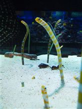ニシキアナゴ