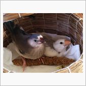 文鳥の雛っぴだよ～   (* ...