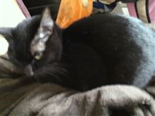 ネコは朝からバタバタだった～ 