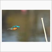 １／１３　カワセミ撮影