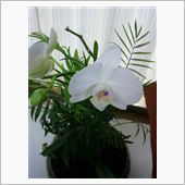 続、花が咲いた