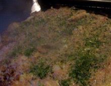 もんじゃ焼き
