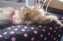 にゃんこカフェと治一郎！